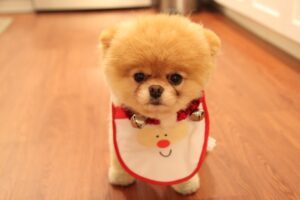 what type of dog is boo the cutest dog in the world