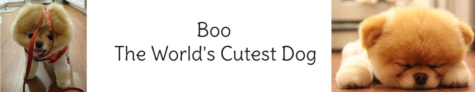 Boo the Cutest Dog in the World Logo