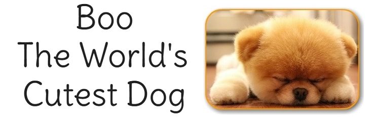 Boo the Cutest Dog in the World Logo