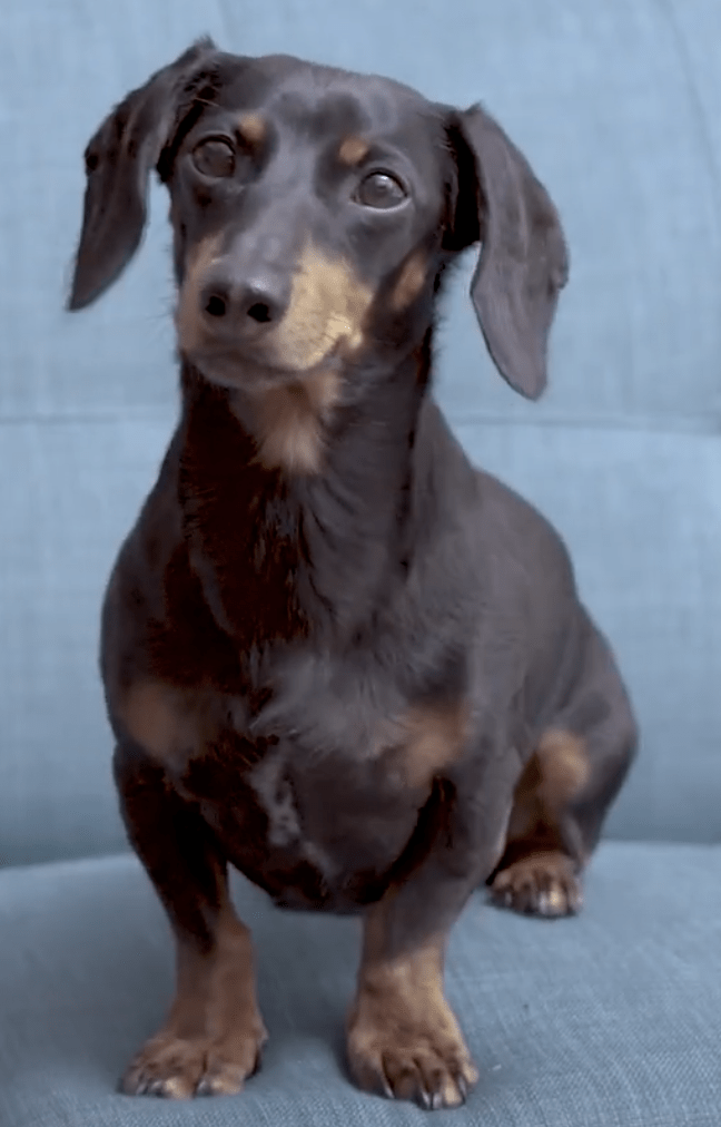 Crusoe the Celebrity Dachshund