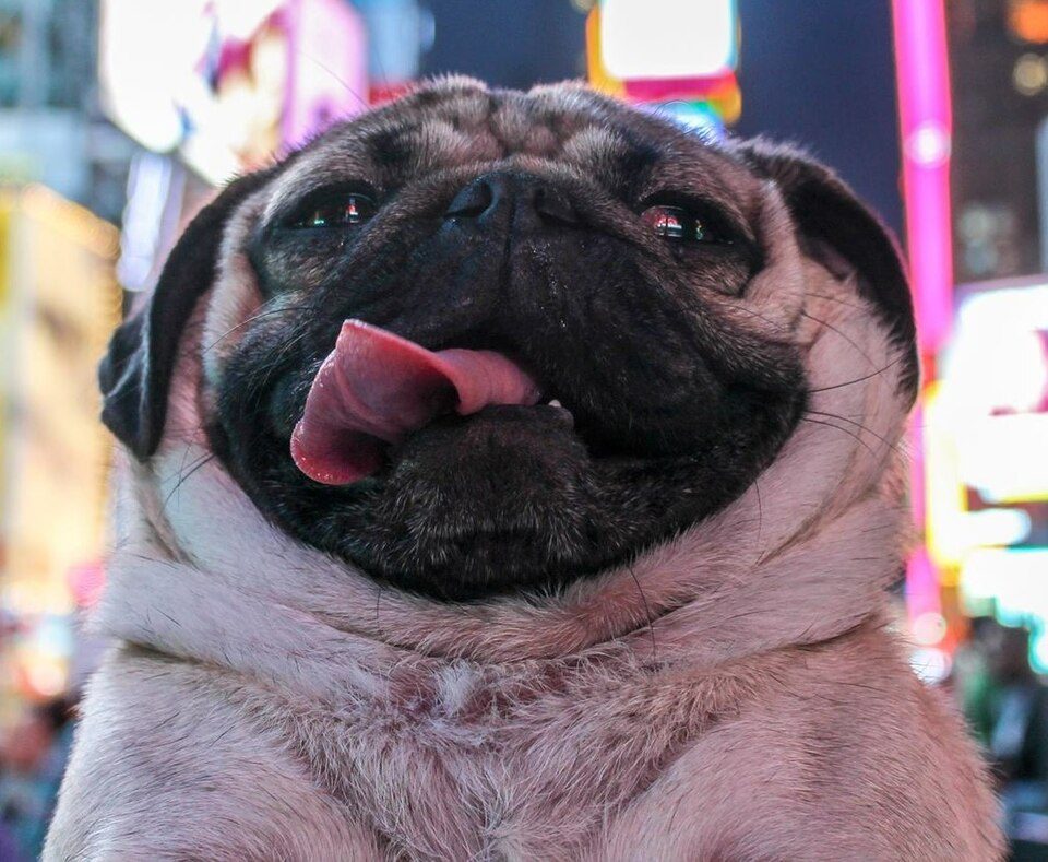 Doug the Pug in New York