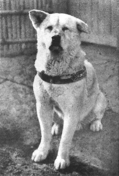 Hachiko himself, 1930s