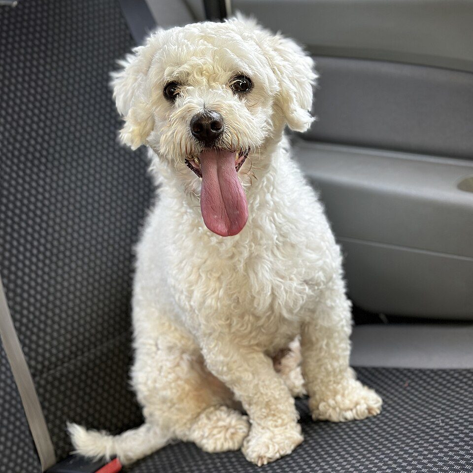 Curly white Bichon Frise sitting in a car