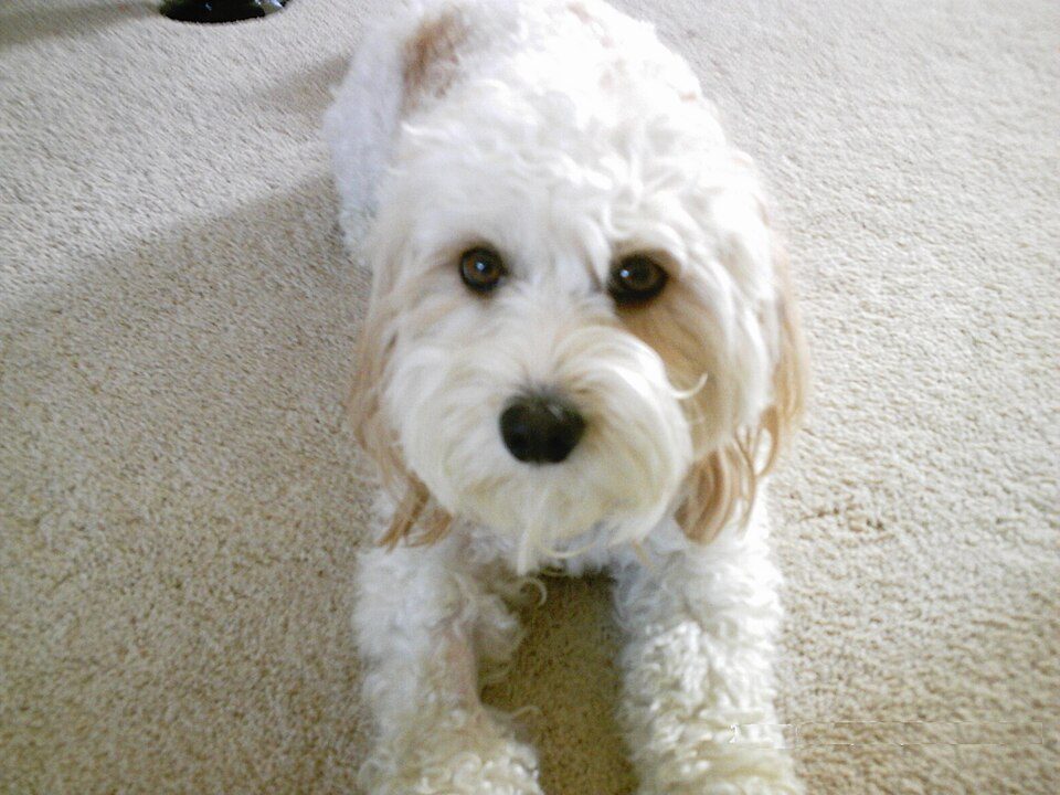 Cream Cavachon with large dark eyes