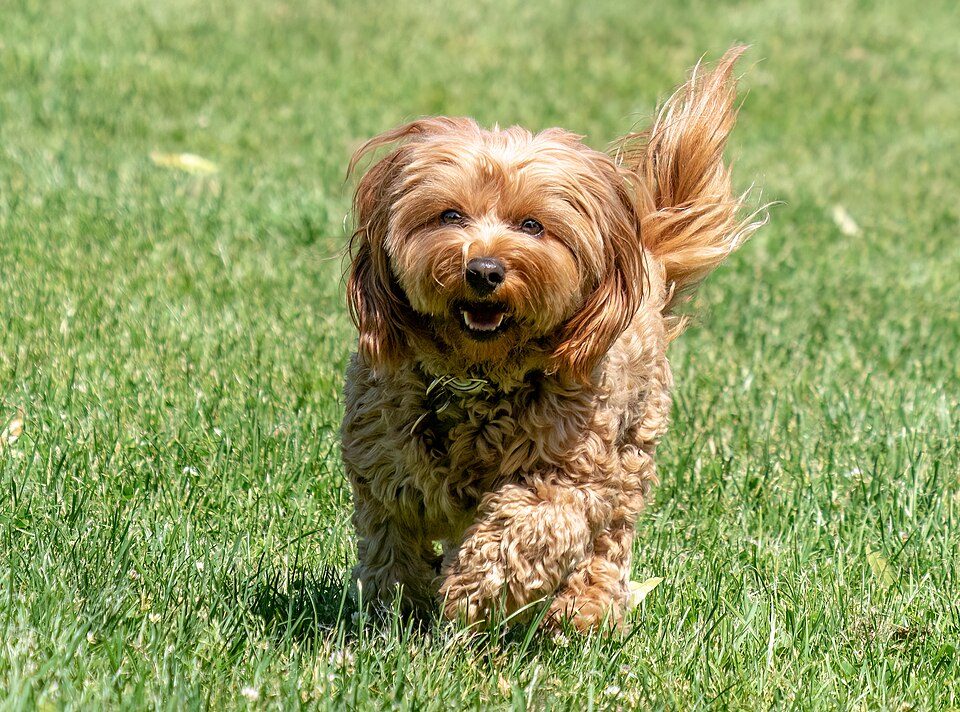 Red Cavapoo running on grass