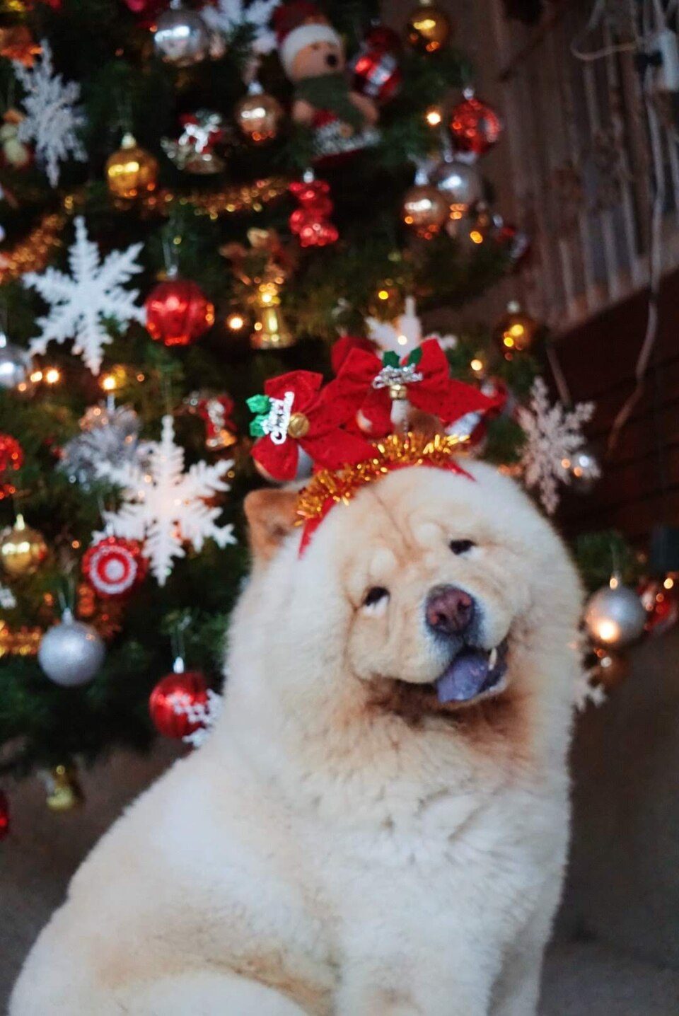 Cream Chow Chow with a round bear face