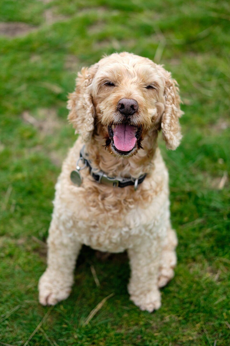Apricot Cockapoo sitting on grass