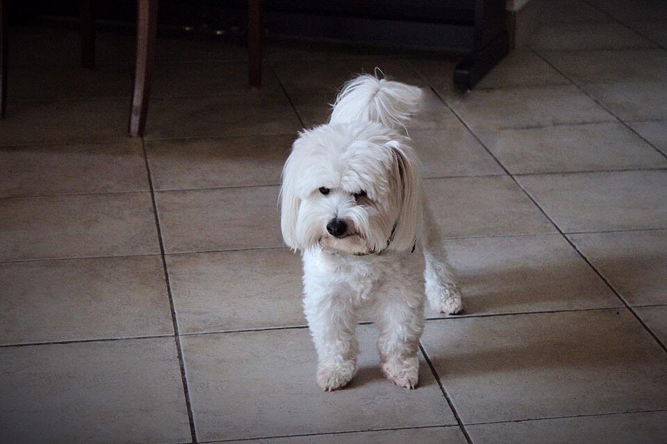 White Coton de Tulear standing on tile