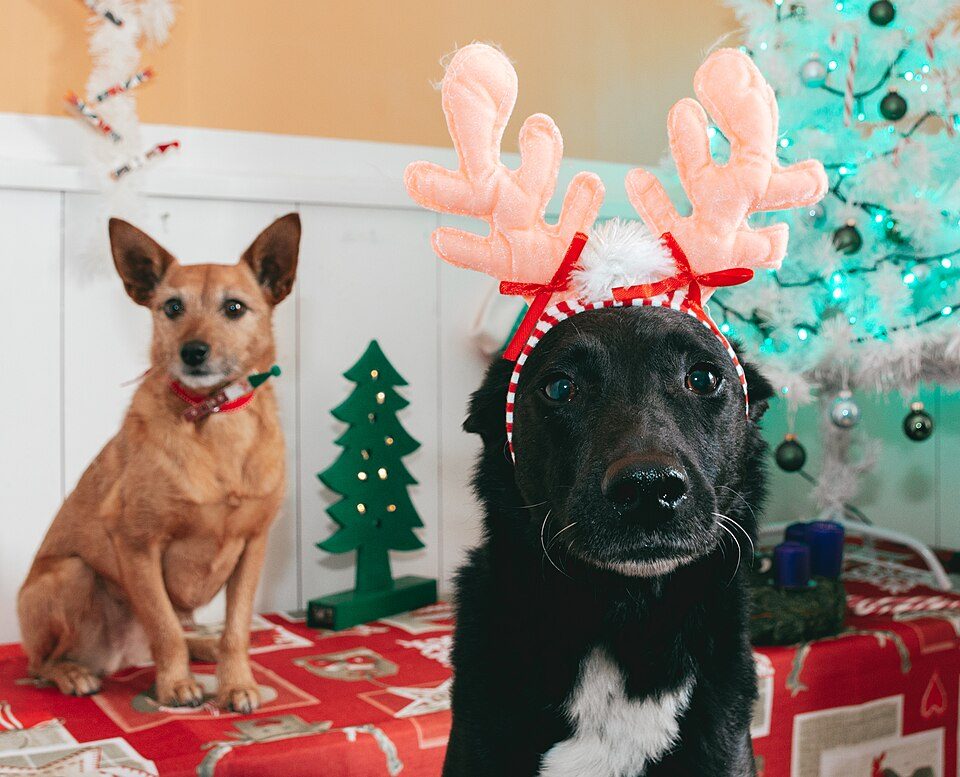 Black dog wearing a reindeer antler headband beside a tan dog at Christmas