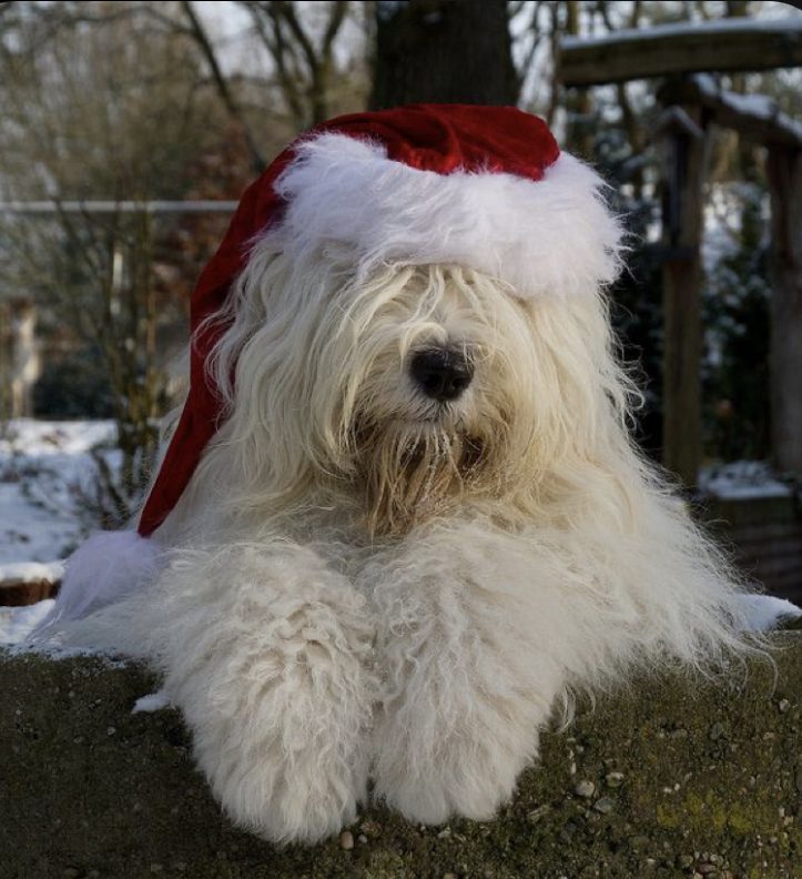 Shaggy white dog in a red Santa hat in the snow