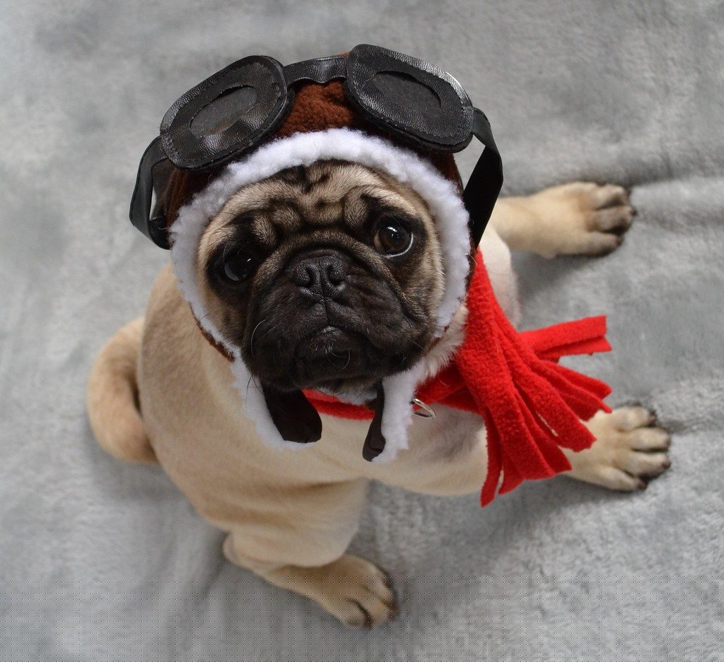 A pug in an aviator cap, goggles and scarf