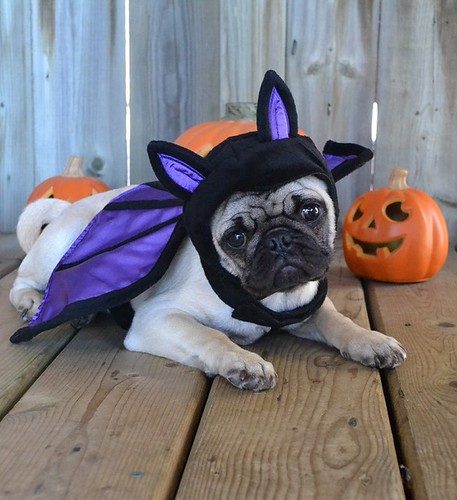 A pug in purple bat wings beside a pumpkin