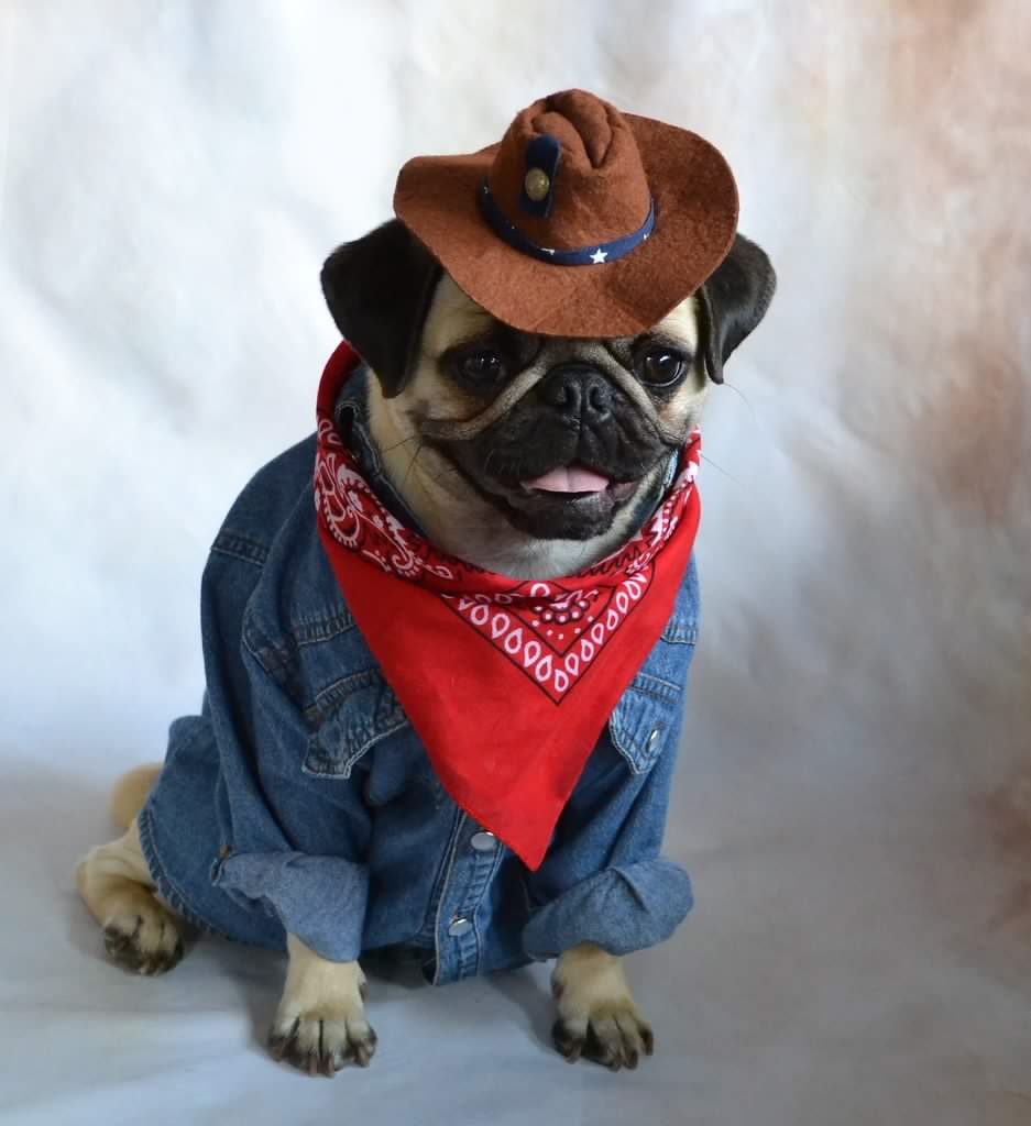 A pug in a cowboy hat, bandana and denim shirt