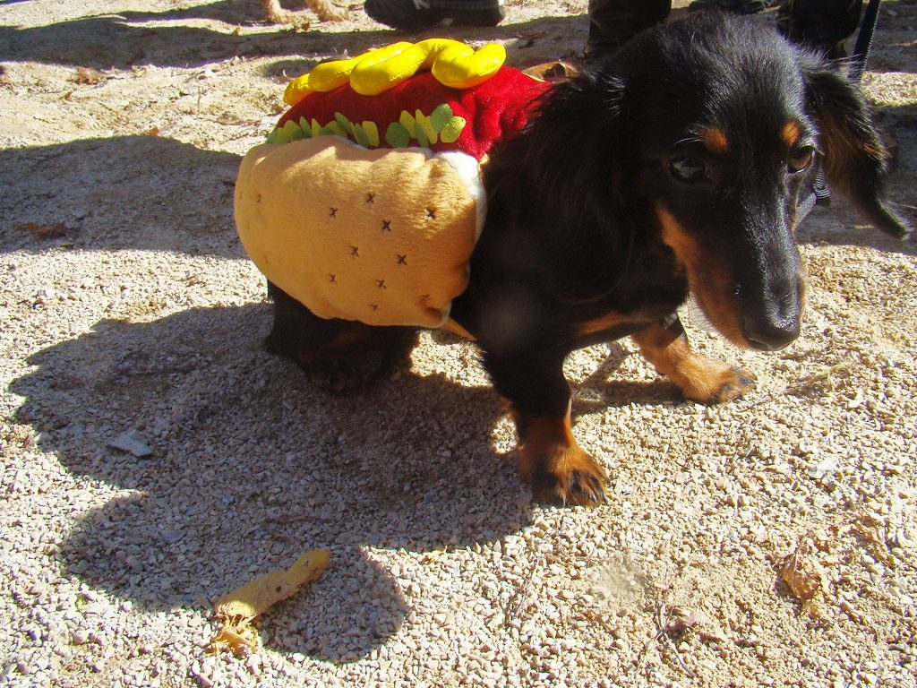 A dachshund in a hot dog costume