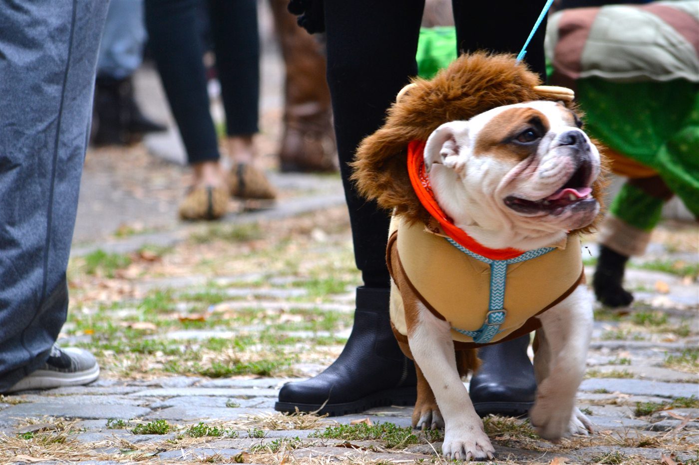 A bulldog wearing a lion mane costume at a Halloween dog parade