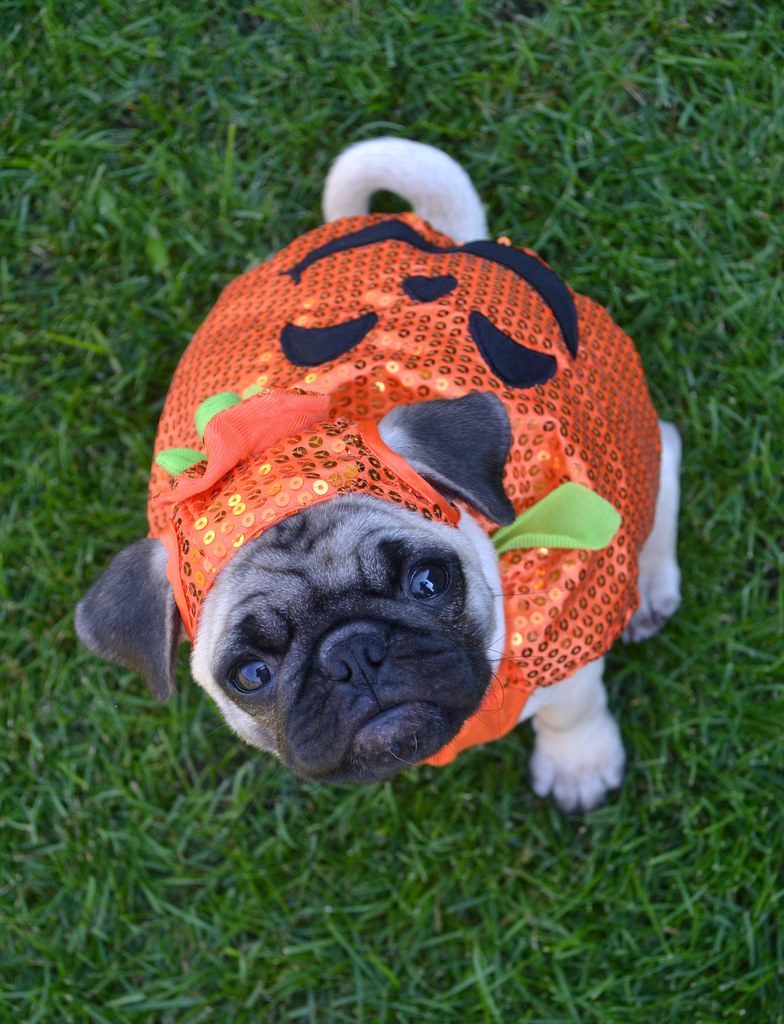 A pug in a pumpkin hood