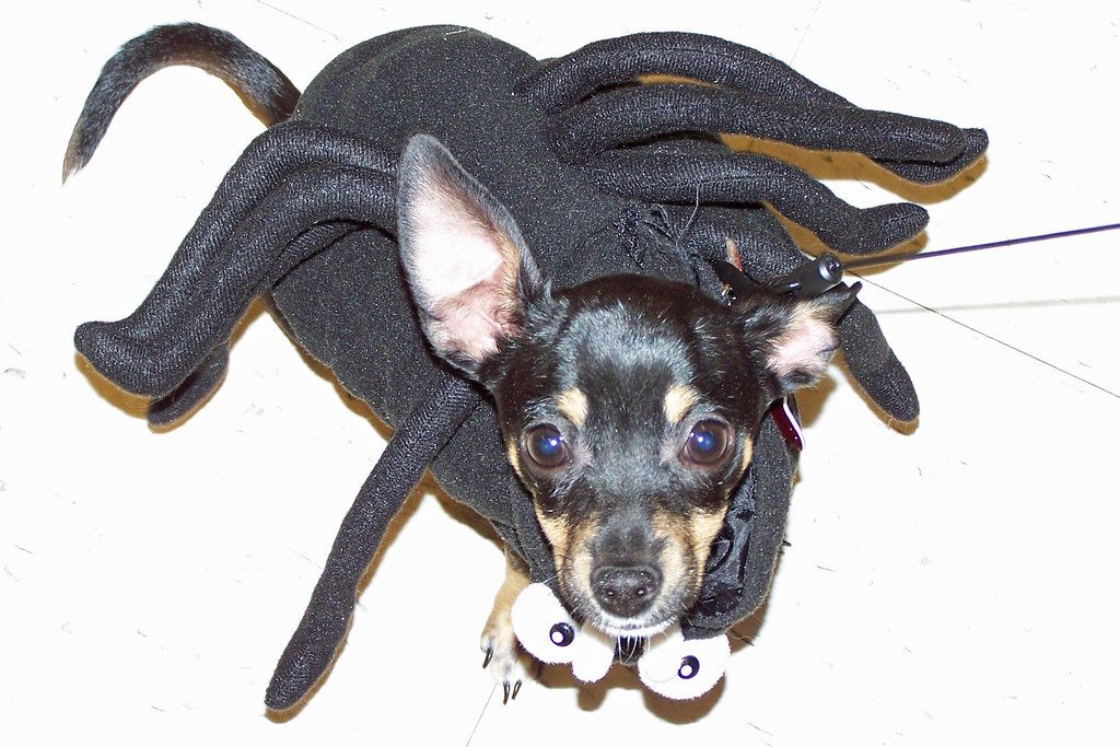 A chihuahua in a spider costume with soft legs
