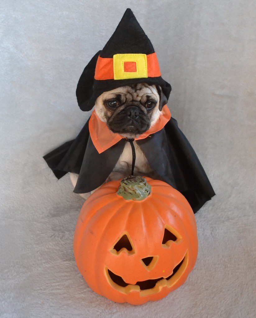 A pug in a witch hat and cape sitting on a pumpkin