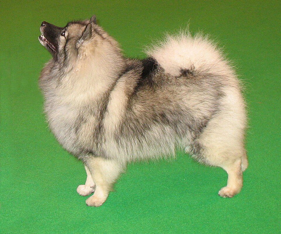 Keeshond with a thick silver and black coat