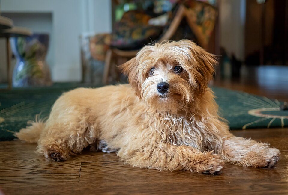 Apricot Maltipoo lying on a wood floor