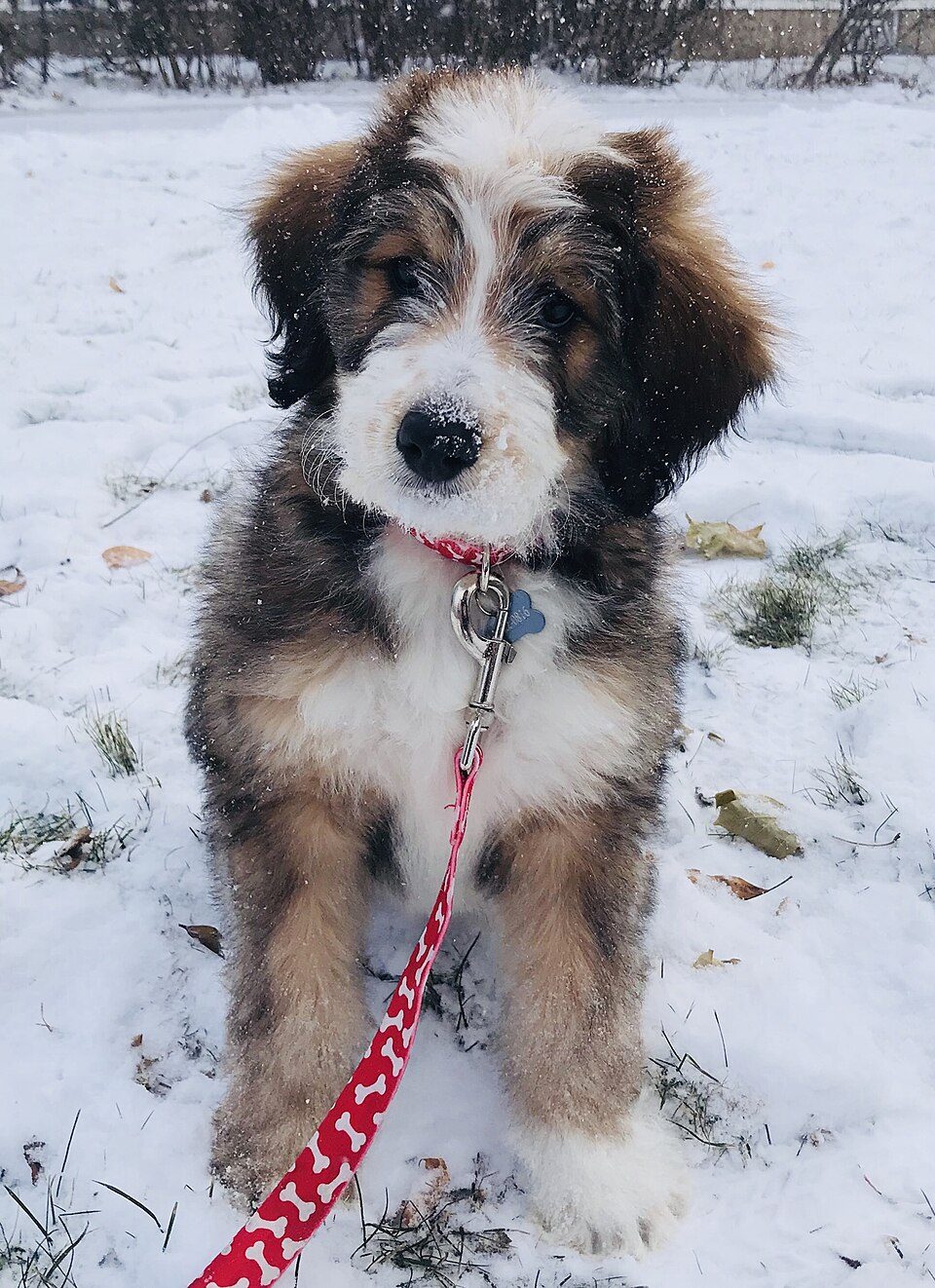 Tricolor Bernedoodle puppy sitting in snow