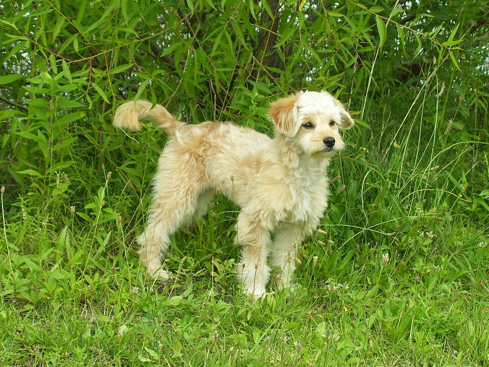 Mini Goldendoodle puppy standing in long grass