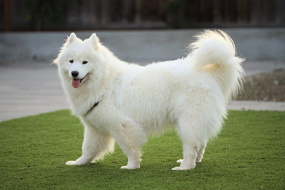White Samoyed standing on grass
