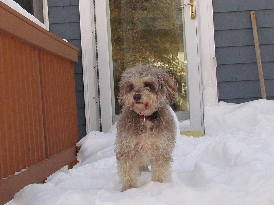 Gray Schnoodle standing in snow