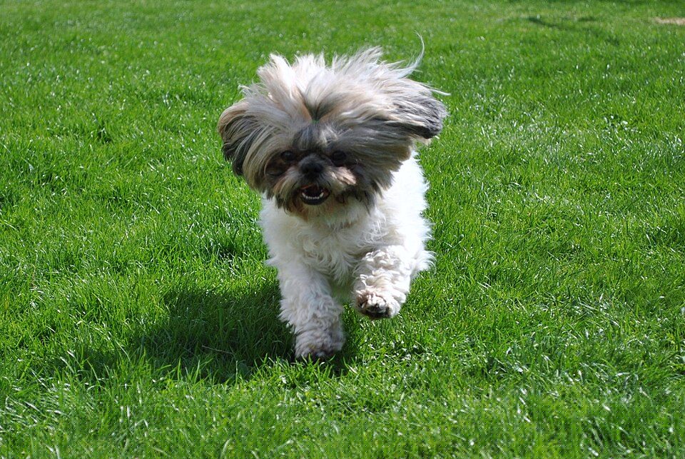 Shih Tzu puppy running on grass