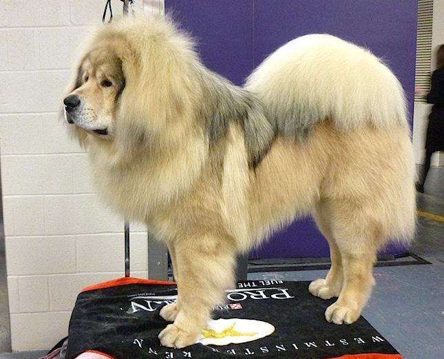 Tibetan Mastiff with a full mane at a dog show