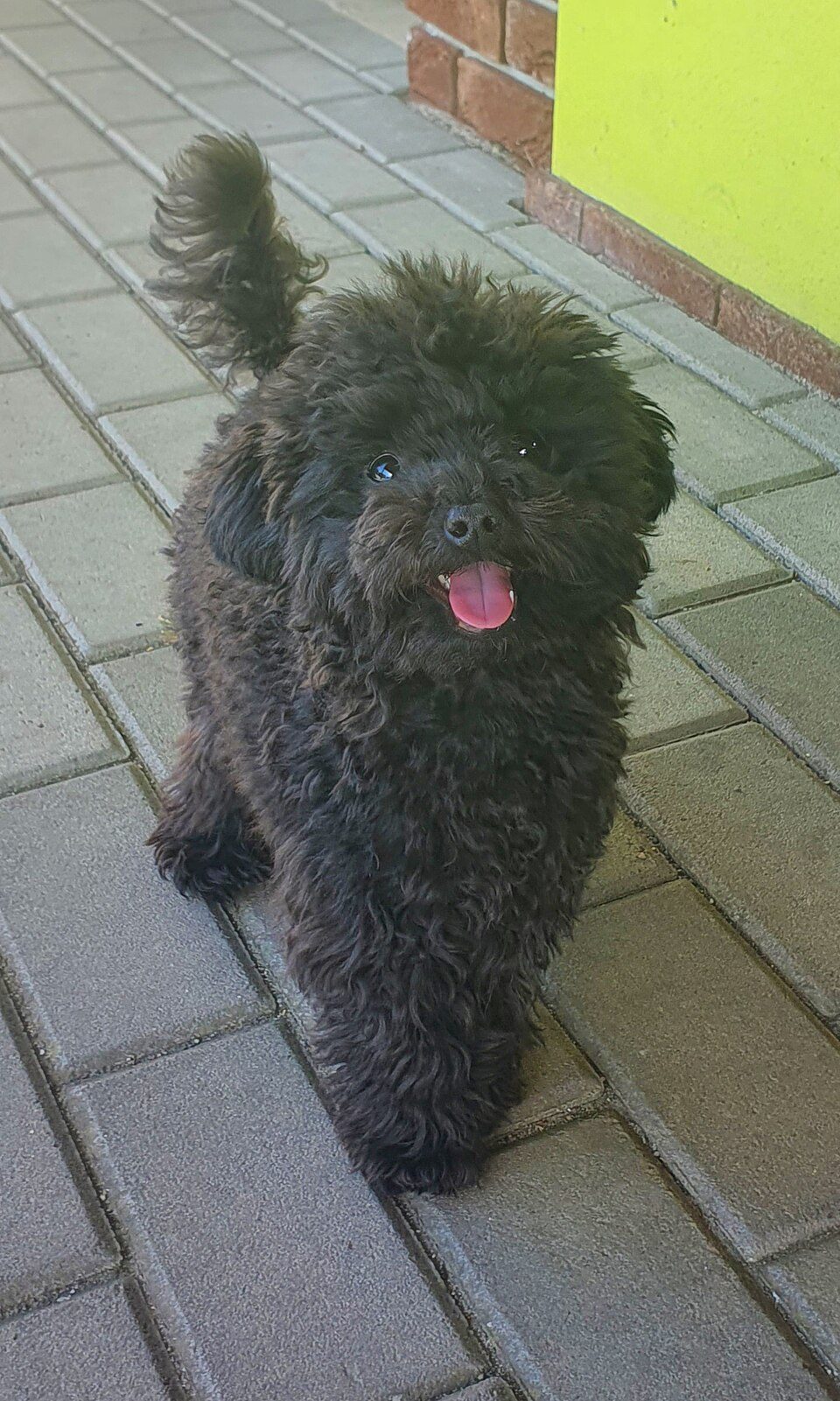 Young black Toy Poodle with a fluffy coat