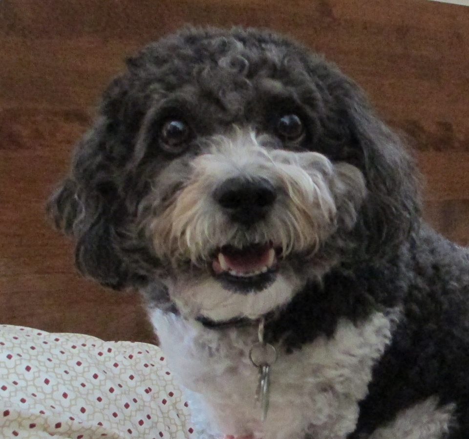 Zuchon with a rounded teddy bear face